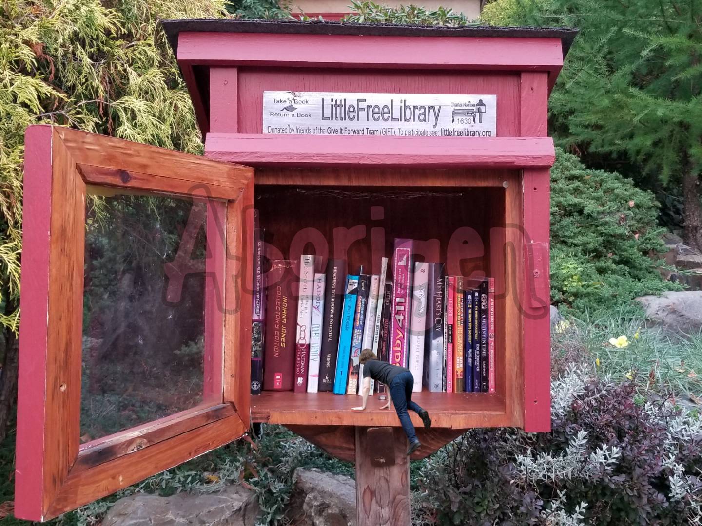 Tiny Aborigen is hauling his body up into a Little Library.